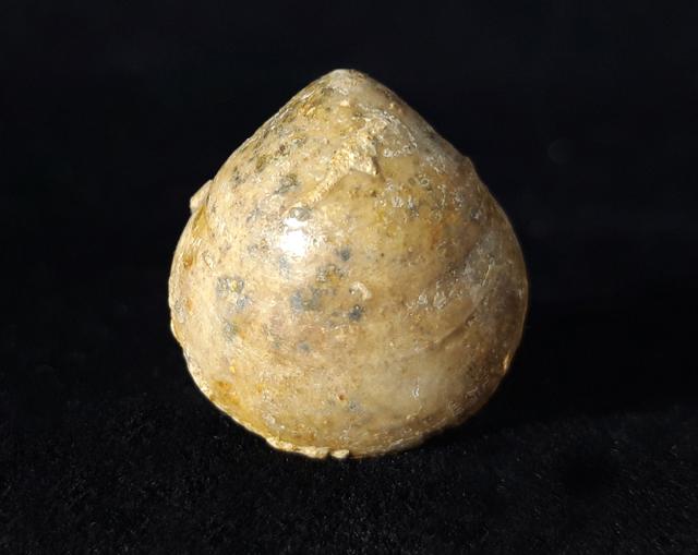 Sphaeroidothyris globisphaeroidalis (BUCKMAN 1914) - Bild © FossNet FossilienStore